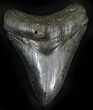 Serrated Megalodon Tooth - South Carolina #25659-1